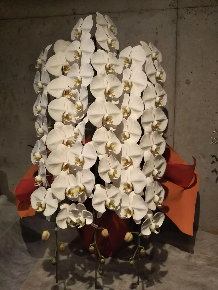 画像11678