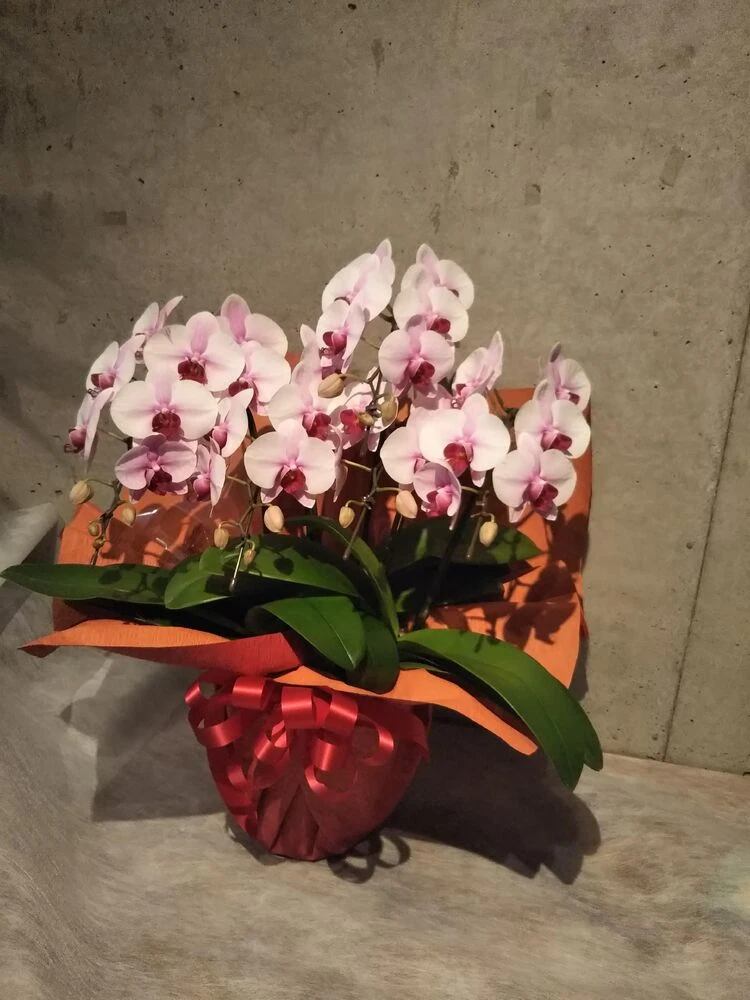 画像12324
