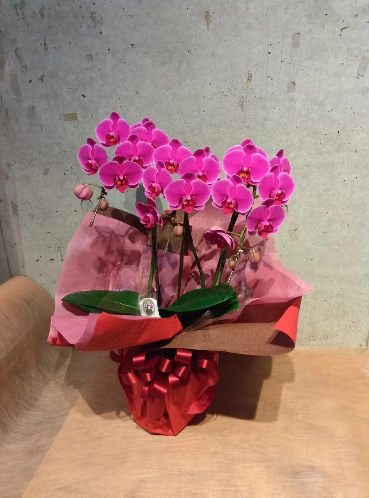 画像12508