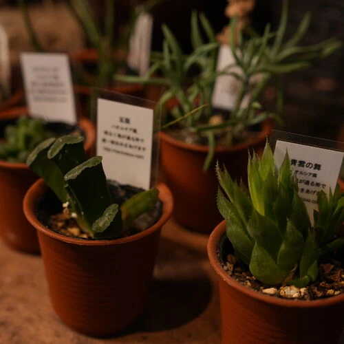 画像1359：観葉植物