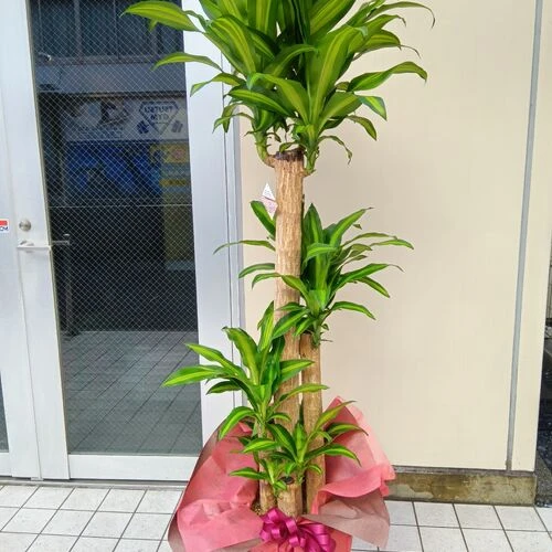 画像1693：観葉植物