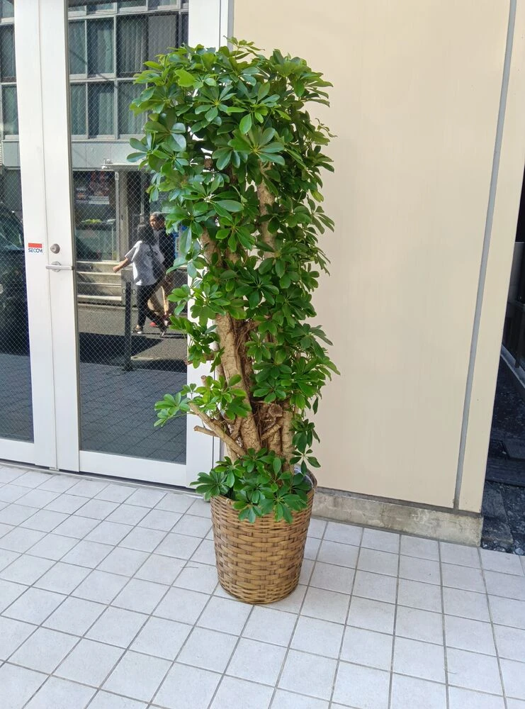 画像21807