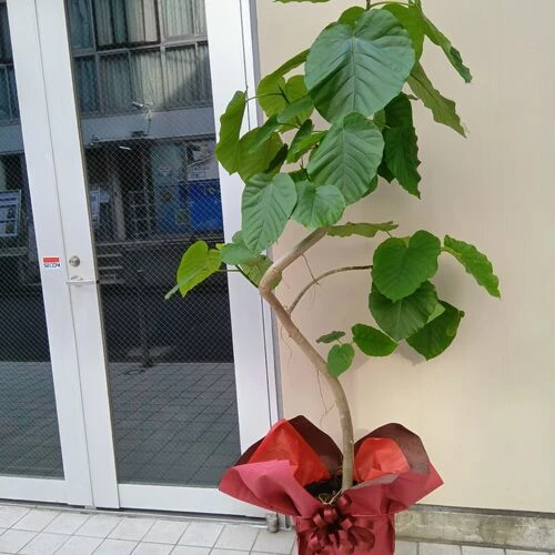 画像3958：クリニック様の開業の御祝いなどにピッタリ!!