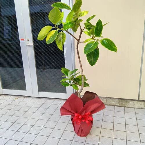 画像4175：ゴムの樹　アルティシマ!曲がりまくってオシャレ！